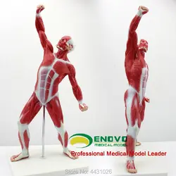 ENOVO медицинского искусства использует мышцы человеческого тела motion модели мелкой рассечение мышцы движение системы