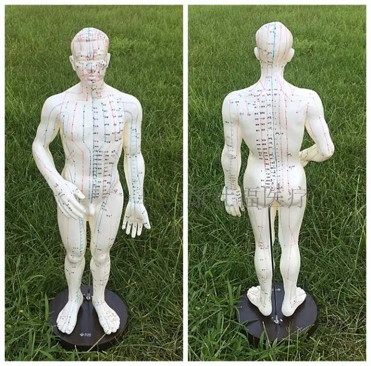 Акупунктурные точки модель человеческого тела 50 см мужские или женские модели