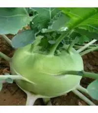 Нидерланды импортные фрукты Kohlrabi Бонсай Зеленый овощи Бонсай 100 шт