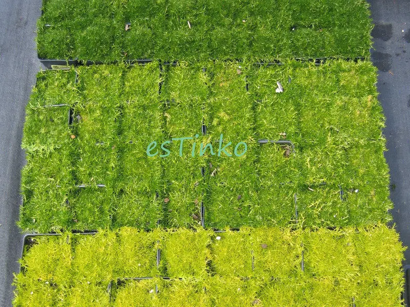 Мшанка Шиловидная Купить Семена