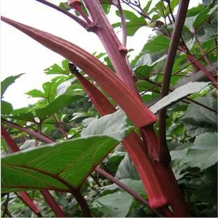 

Beauty means red okra bonsais 20pcs vegetable bonsais