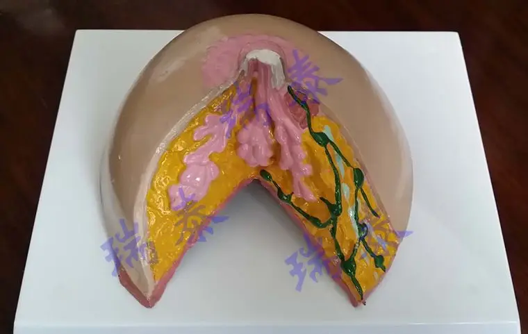 

1:1 female pregnancy suckling period mamma breast anatomical model,Galactagogue division Training model