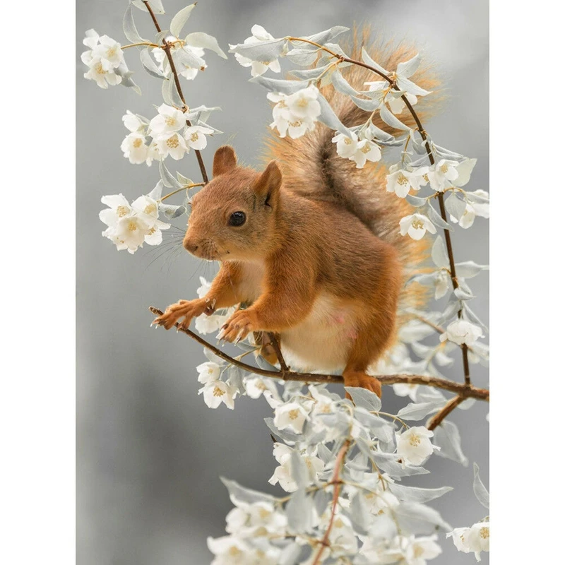 Pear flower And Squirrel Diy 5D Diamond Painting Full Drill Kit Home Decor