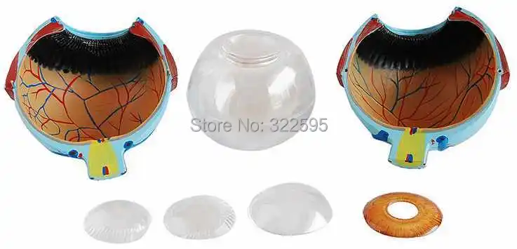 

Eye zoom model (6 times), the anatomy of the human eye model