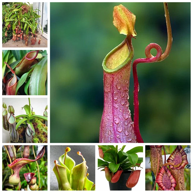 

100 Pcs Exotic Nepenthes Bonsai Balcony Dionaea Muscipula Outdoor Potted Plants Carnivorous Planta DIY Home Garden Flower Pot