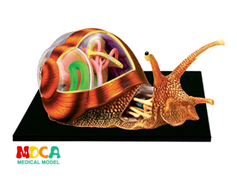 

Science Educational Designer Toys 4D Animals Bugs Insects Puzzle Master Simulation DIY Anatomical model for Children mkd3 Snail