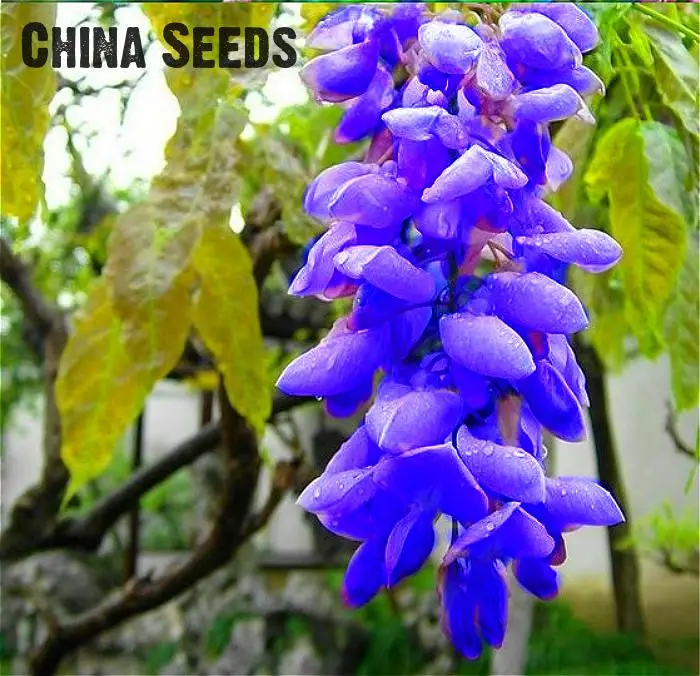 2016 Wisteria bonsai 10pcs/pack rare bonsai wisteria tree bonsai garden ornamental plant flower bonsai Purple