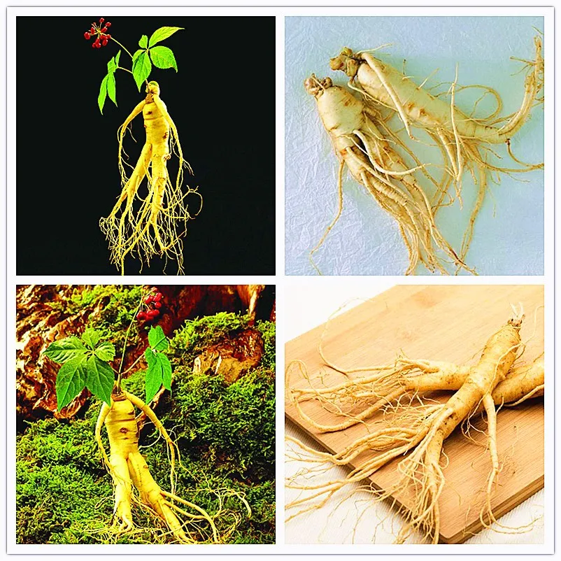 100 PCS Chinese Ginseng ginseng Potted Bonsai Plant Flower Bonsai Planting for Home Garden
