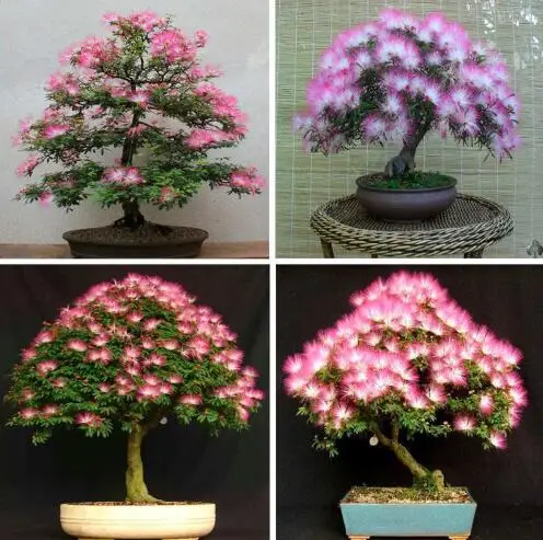 

Sale! Free Shipping 200 Pcs Bonsai Acacia 100% Genuine Bonsais Plants Organic Blooming Flower Bonzai Garden Plant