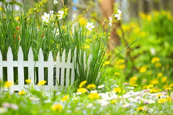 

Early Spring Scenery Yellow Wildflowers Photography Studio Senior Background Green