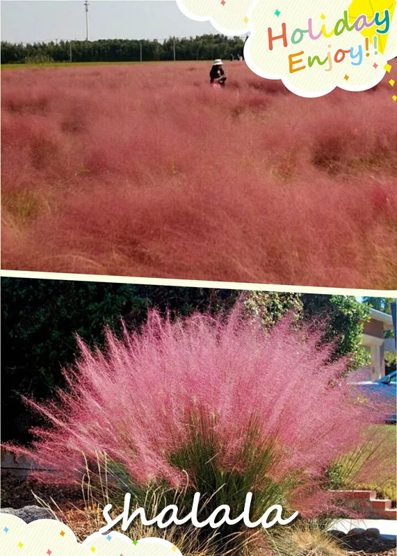 

hot sell 1000 pcs Pink grass, perennial ornamental grass special hairy mangoes grass powder milieu garden decoration flower