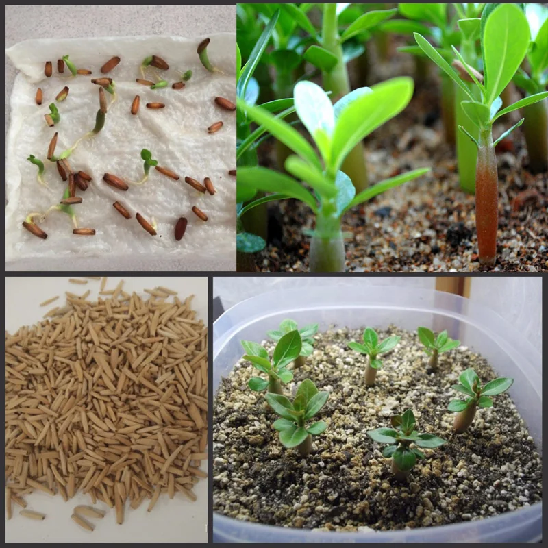 100% True Desert Rose Scarce Grafted Variegated Leaves petals Potted Home Garden Flowers Bonsai Plants Adenium Obesum 1 PCS 100% True Desert Rose Scarce Grafted Variegated Leaves petals Potted Home Garden Flowers Bonsai Plants Adenium Obesum 1 PCS