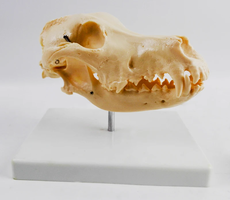Modele De Crane De Chien 1 1 Squelette En Os Anatomie Enseignement Medical Veterinaire Aliexpress Modele De Crane De Chien 1 1 Squelette En Os Anatomie Enseignement Medical Veterinaire Aliexpress