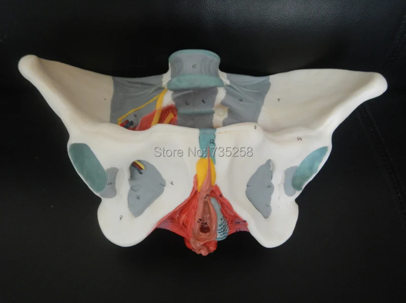 Женский таз тазовый пояс с моделью мышц тазового дна|female pelvis|female pelvis modelpelvis model |