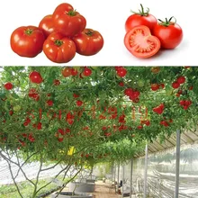 100 шт./пакет семена томатов tree италия редкие семена овощных культур для дома сад