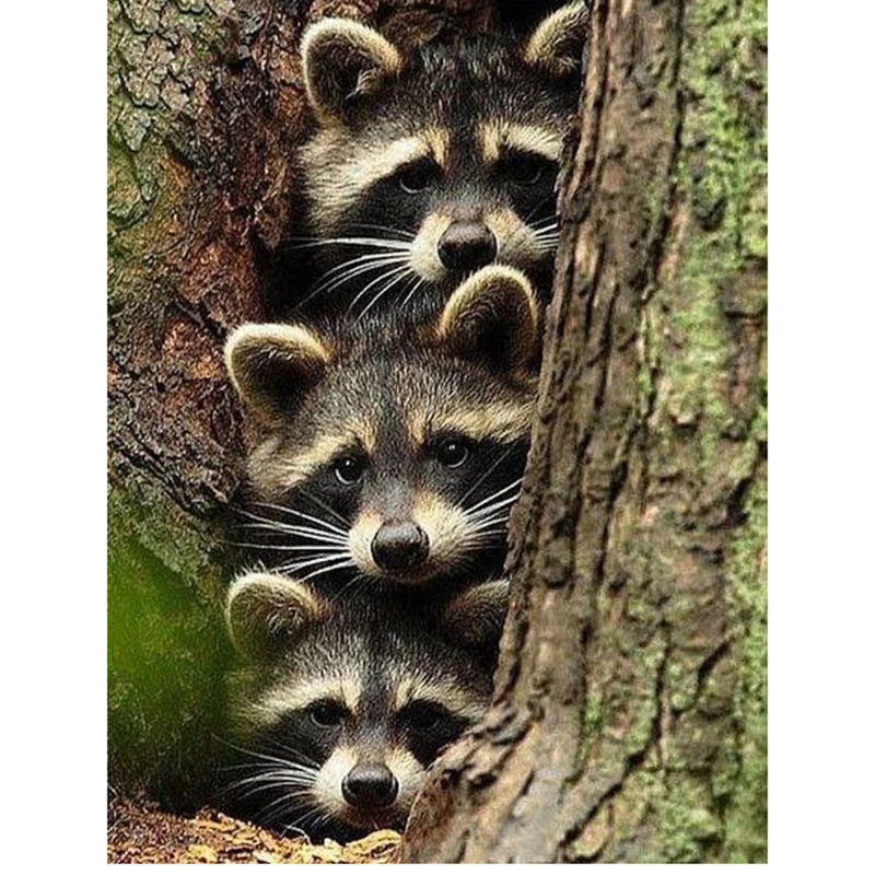 

5d Diamond Painting Full round Three raccoons Mosaic DIY Diamond Painting full square Animal Cross Stitch Embroidery Home Decor