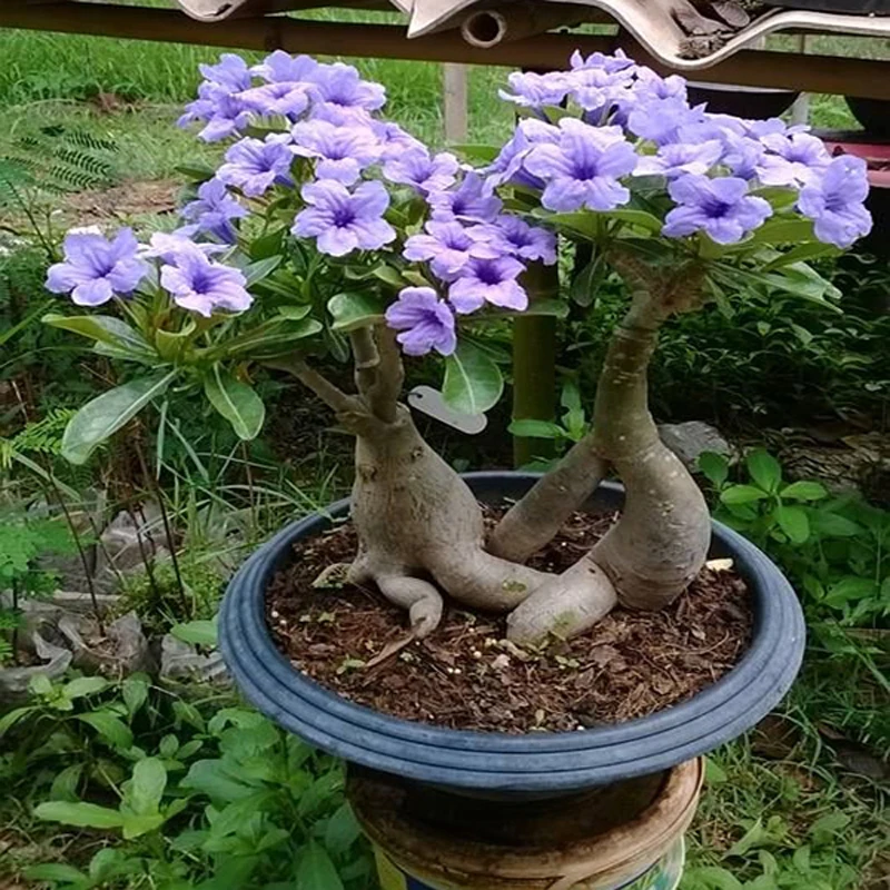 

100% True Beautiful Light Purple Flowers Desert Rose Petal Home Garden Plants Balcony Patio Bonsai Potted 1 PCS
