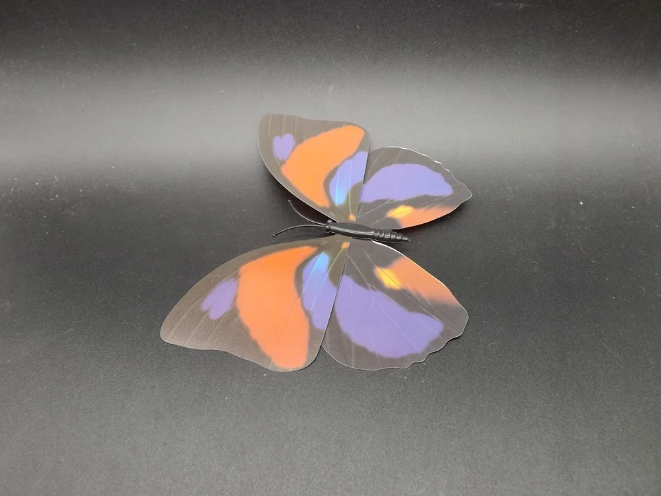 I240-Butterfly (6)