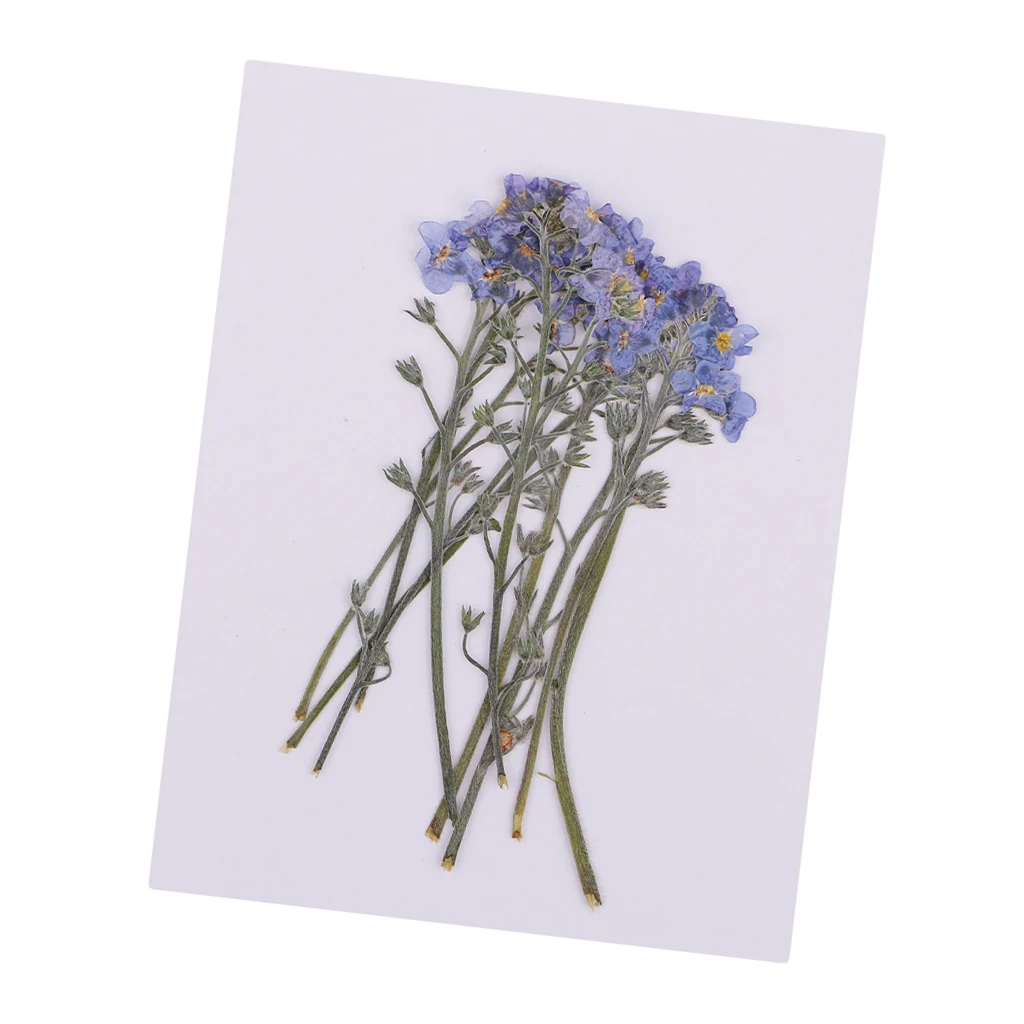10x Pressed Flowers Dried Flowers Forget-me-not Floral Crafts Phone Case DIY Scrapbooking Card Making Nail Art Supplies