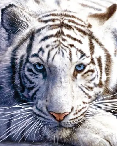 

Custom 60x80 Blankets Funny White Tiger Animal Comfy Funny Bed Blanket