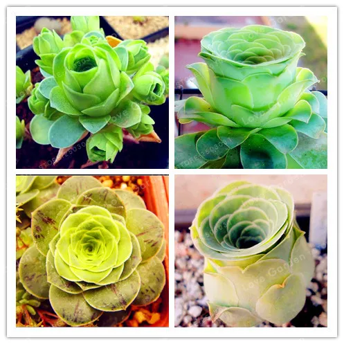 

100 Pcs Mountain Rose Bonsai,Green Rose Garden,Rare Succulent Bonsai,Flower Bonsai For Indoor Succulent Plants