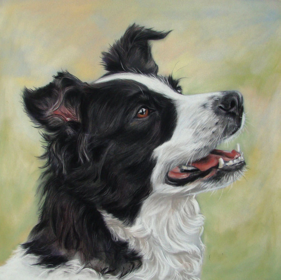 animal art BORDER COLLIE dog painting TOP hand painted art oil painting 24 inch painting # TOP animal Decor OIL ON CANVAS|oil painting|dog paintingart oil painting - AliExpress