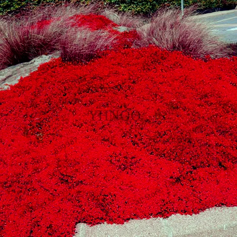 205pcs/pack rock cress bonsai perennial creeping thyme plant or