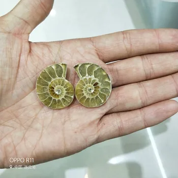 

2pcs New Natural Conch Chrysanthemum Ammonite Snail Madagascar Gem Stone Charms screw conch fossil in fossil seashells