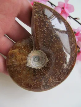 

AA++ L2 AMMONITE PRETTY NAUTILUS MADAGASCAR FOSSIL SPECIMEN HEALING 207g