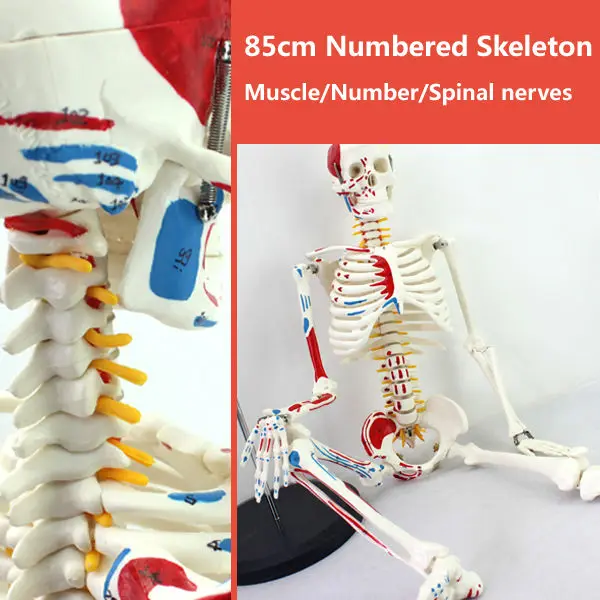 CMAM SKELETON04 85cm Skeleton Model with Muscle Painted for Medical font b Science b font Best