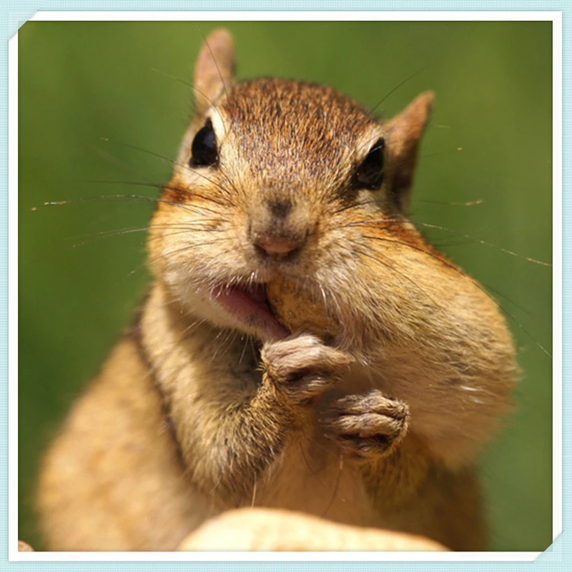 Chipmunk Twitch