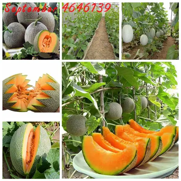

50pcs Super Big Sweet Honey-dew Melon plants Hami Melon Fruit plants Heirloom Succulent Plants Cantaloupe Sementes For Garden