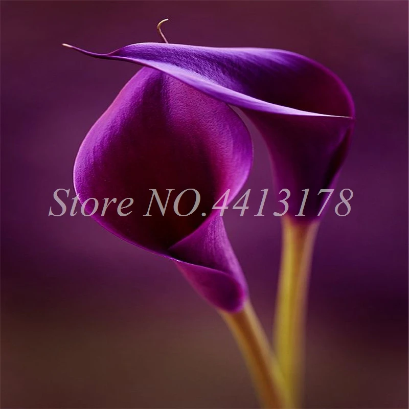 100 Pcs Calla Lily Bonsai Room Flowers Zantedeschia Aethiopica Bonsai Houseplants Home Garden Pot Plant the Budding Rate 97% 100 Pcs Calla Lily Bonsai Room Flowers Zantedeschia Aethiopica Bonsai Houseplants Home Garden Pot Plant the Budding Rate 97%