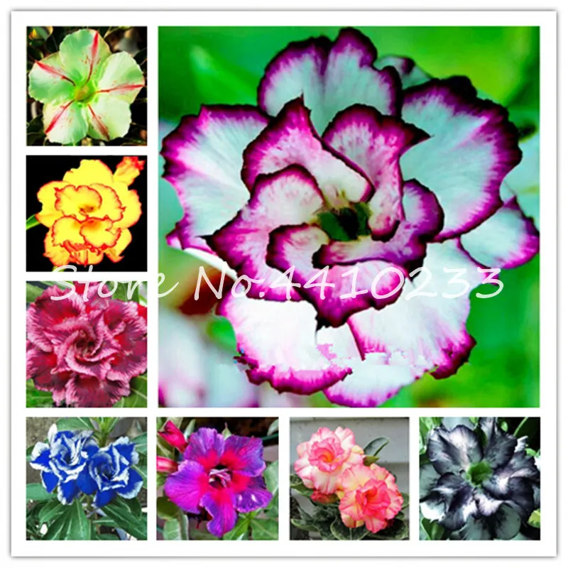 

2 Pcs True Adenium Exotic Desert Rose Flower Bonsai Potted Flowers Balcony Bonsai Multi-Color Petals Succulents Tree Ornamental