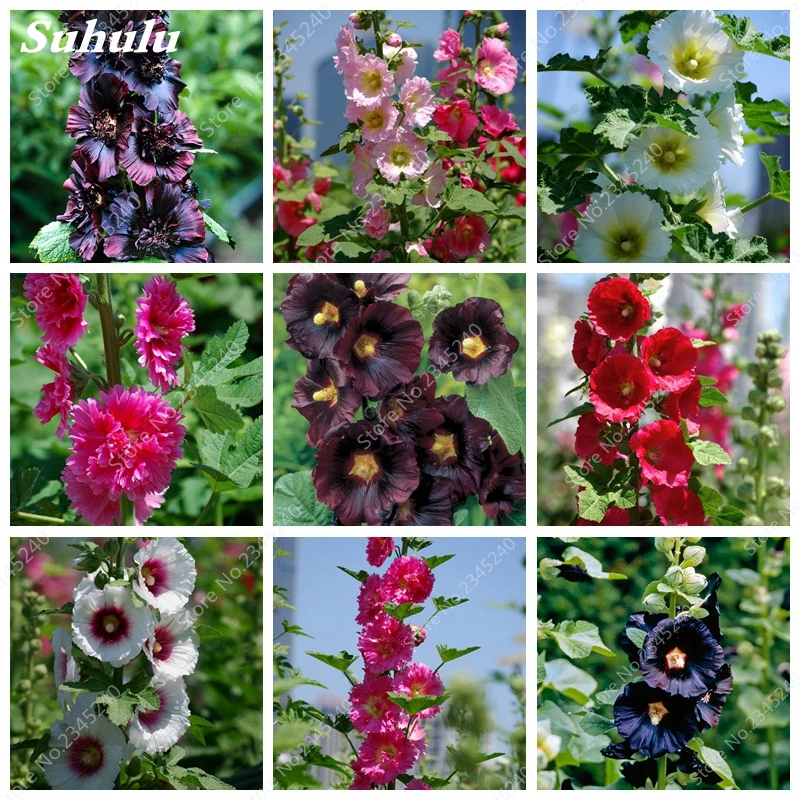

Multi Color Hollyhock Bonsai Alcea Rosea Outdoor Garden Greenhouse Plants Diy Gardening Rare Flower Purifying Air 30 Pcs