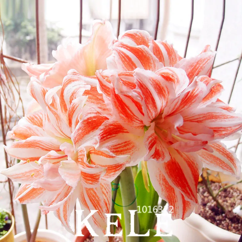 

Promotion!100 Pcs FlowerRecord Hippeastrum plant Roof Patio Garden flores Barbados Lily Flower plantas Bonsai,#8QK8GJ