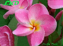 7 to15inch Rooted Plumeria Plant Thailand Rare Real Frangipani Plants no35 bellevista