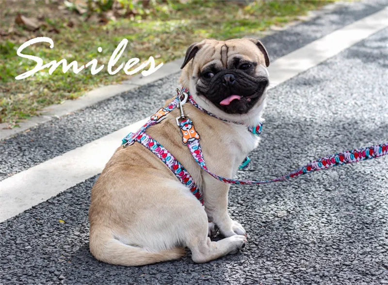 Dog Collars  (23)