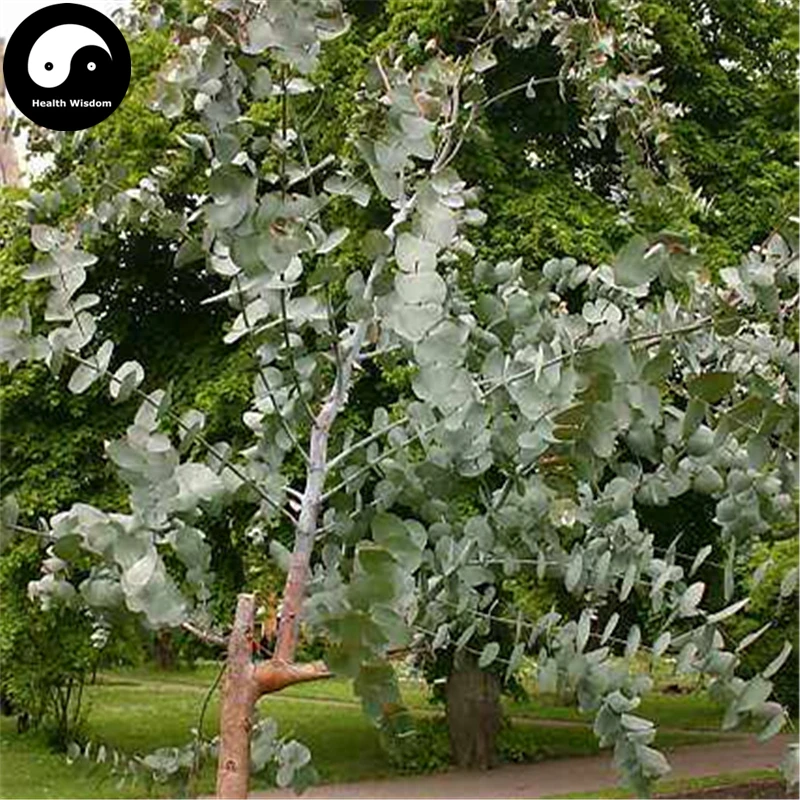 

Buy Silver Dollar Tree Semente 120pcs Plant Eucalyptus Cinerea For Yin Ye An