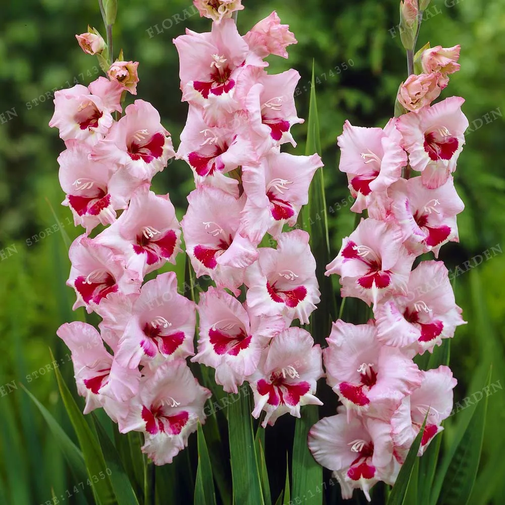 SOS How to save bulbs of gladiolus before planting from thrips SOS How to save bulbs of gladiolus before planting from thrips