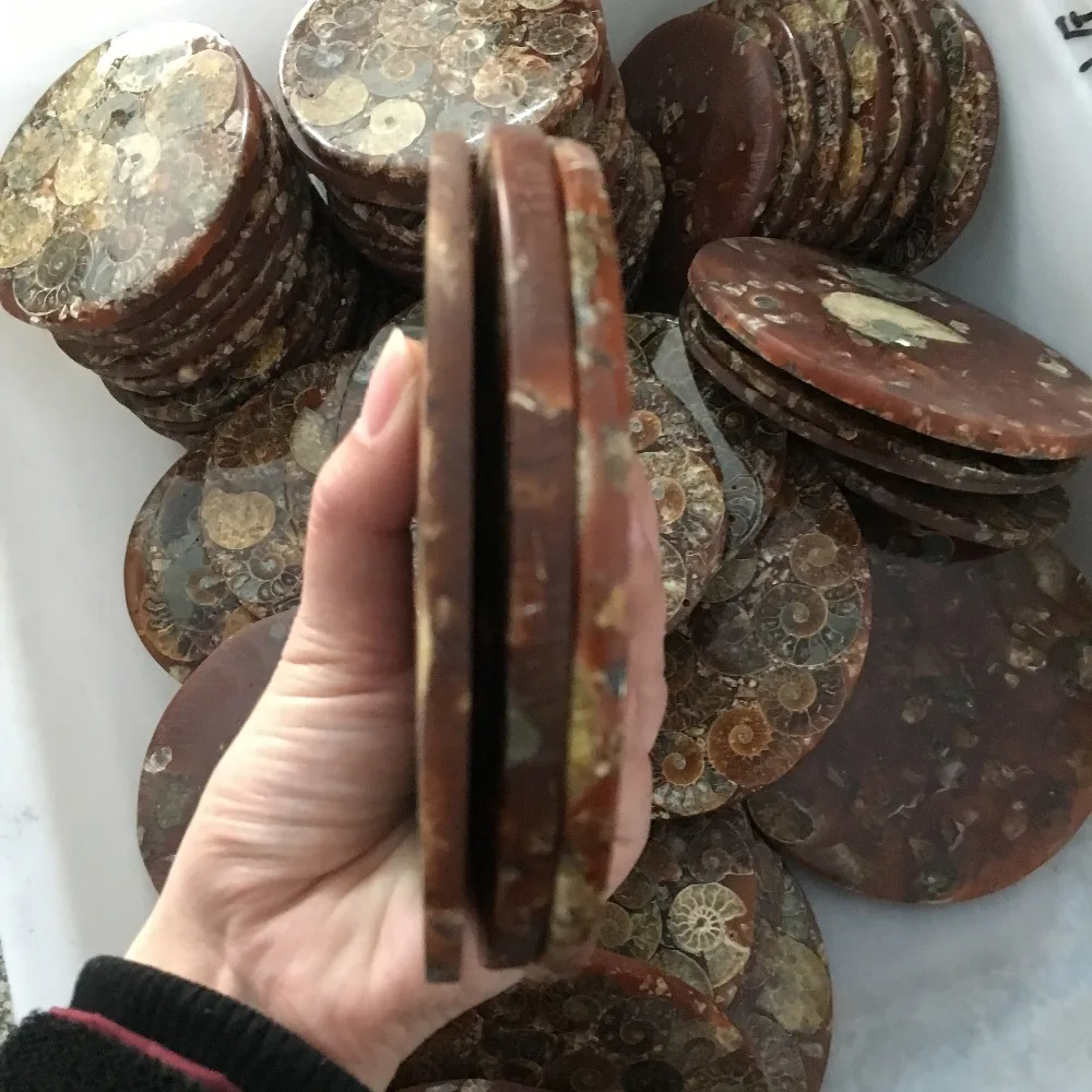 Аммонитовая пластина из ископаемых кусочков натуральная оболочка камень