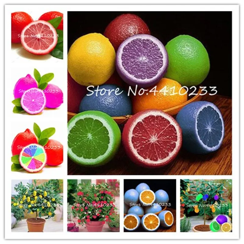 

50 Pcs Rare Rainbow Lemon Organic Fruit Dwarf Bonsai Tree Lemon Tree Home Garden Fruit Plant Colorful Bonsai Lemon Can Be Eaten