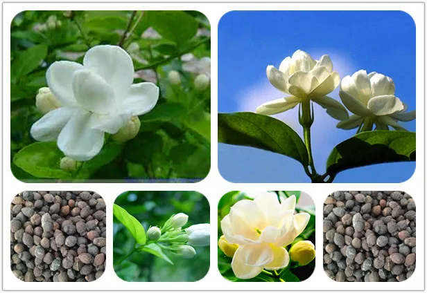 Buy 10 white jasmine Seeds, fragrant