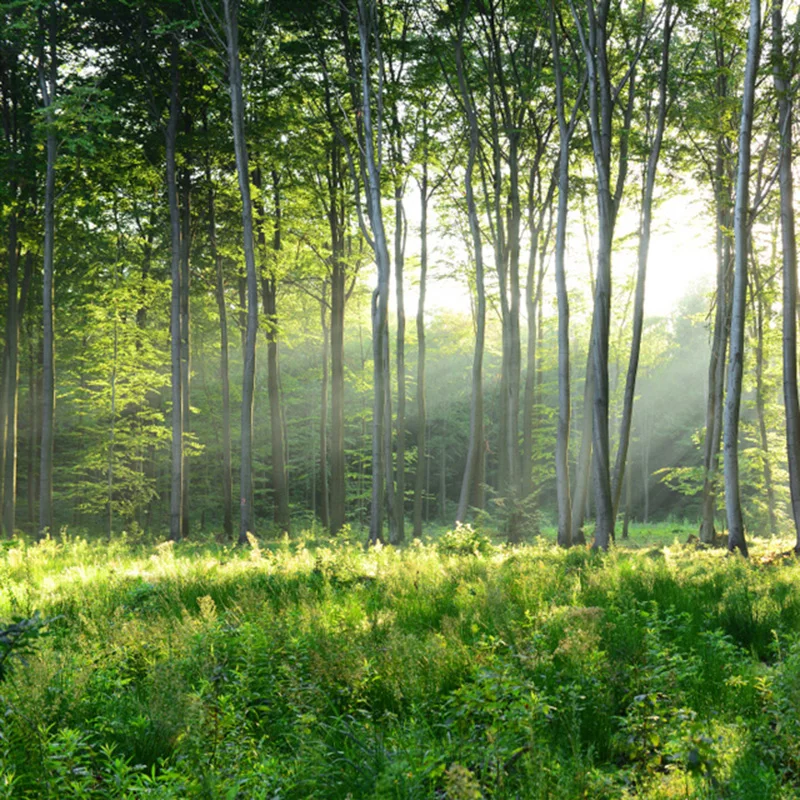 Custom Photo Wallpaper 3D Green Forest Nature Landscape Large Murals Living Room Sofa Bedroom Modern Wall Painting Home Decor Custom Photo Wallpaper 3D Green Forest Nature Landscape Large Murals Living Room Sofa Bedroom Modern Wall Painting Home Decor