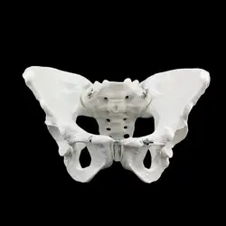 24,5x16x13 см женский Анатомия таза Скелет горло анатомическая череп для изучения анатомии скульптура головы модель тела