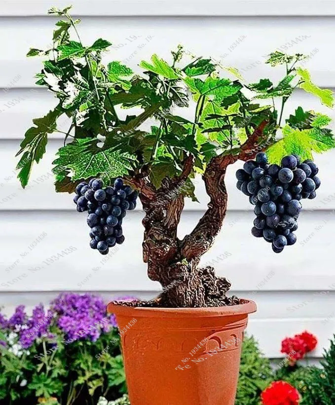

Grap 50 Japanese Dwarf Kyoho (Vitis Labrusca) Deep Purple Table Grape Bonsai Fruit for Home Garden Planting Easy to Grow