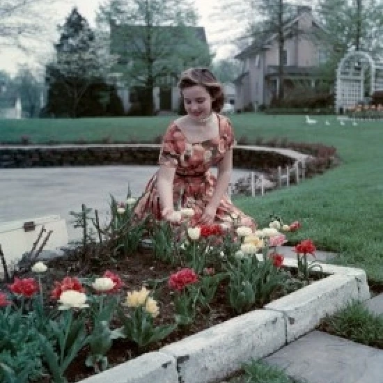 Woman tending flowers in yard Poster Print (18 x 24)