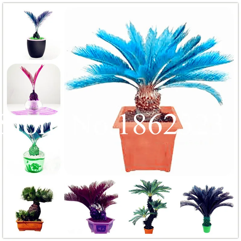 

50pcs Palm bamboo garden Lady Palm tree Indoor Plants Excelsa Bamboo Palm flores Air Purification Blue Cycas bonsai Easy to Grow