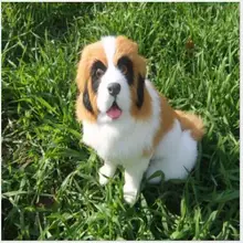 WYZHY моделирование сенбернар на день рождения подарок Рождественский подарок интерьера преподавания домой модель украшения, чтобы отправьте друзьям