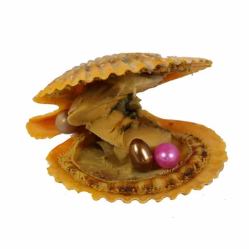 

2018 NEW Design 6-7mm Twins Variety Good Of Color Seawater Akoya Rice Pearl Oysters Red Shell Individually Vacuum Pack RR031